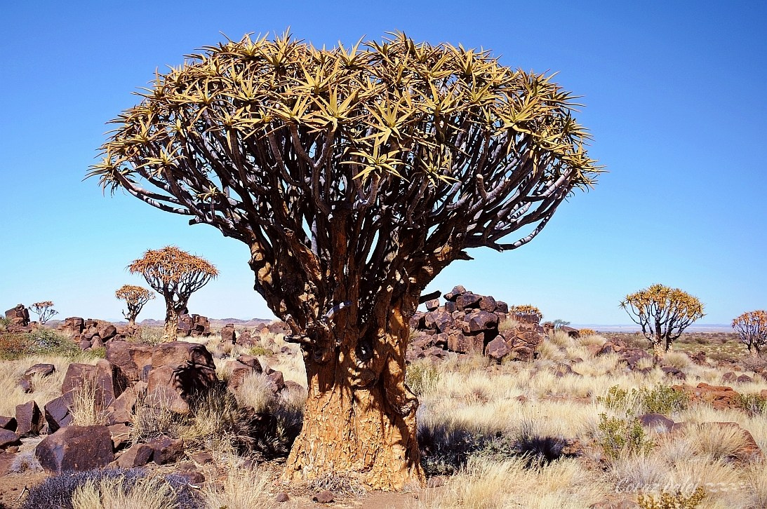 Namibia z Elą i Marcinem