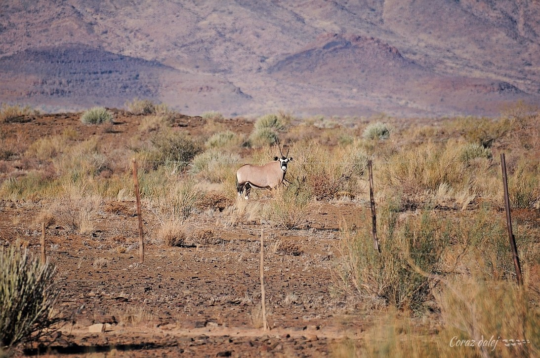 Namibia z Elą i Marcinem