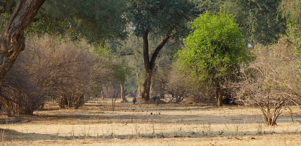 Zambia, Malawi, Mozambik, Zimbabwe