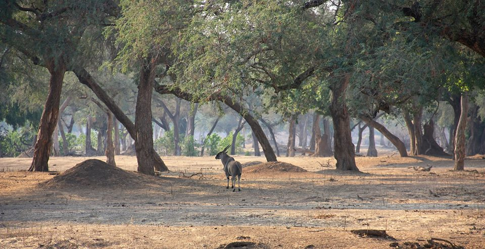Zambia, Malawi, Mozambik, Zimbabwe