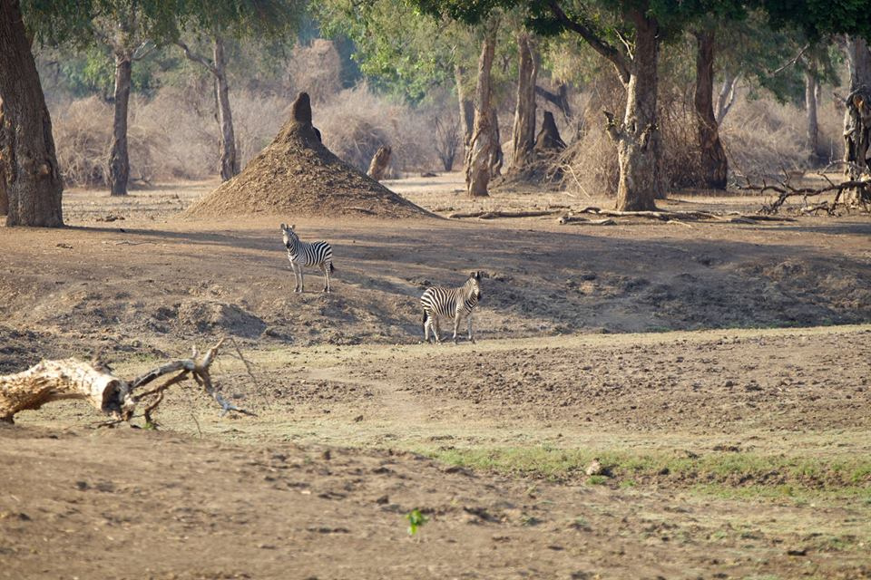 Zambia, Malawi, Mozambik, Zimbabwe