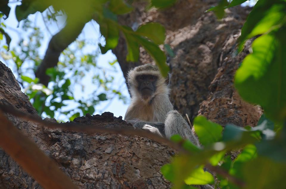 Zambia, Malawi, Mozambik, Zimbabwe