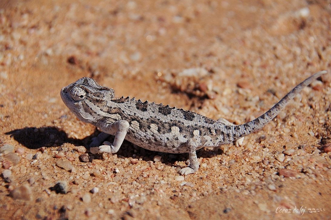 Namibia z Elą i Marcinem