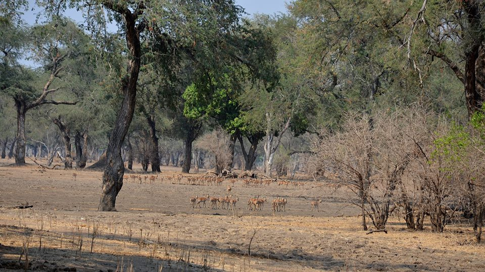 Zambia, Malawi, Mozambik, Zimbabwe