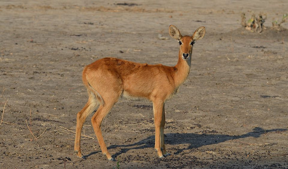 Zambia, Malawi, Mozambik, Zimbabwe