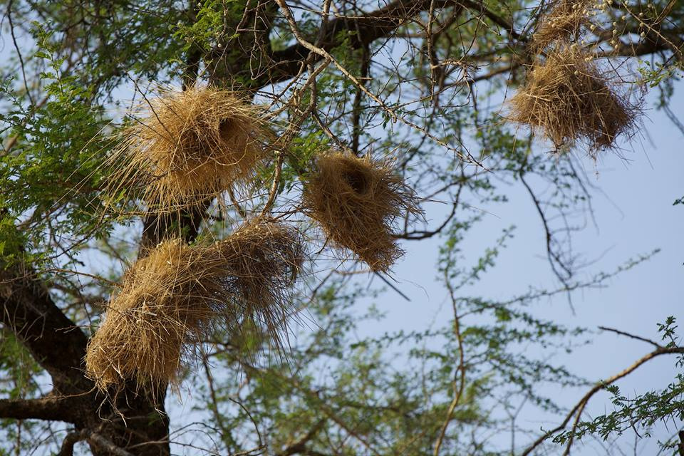 Zambia, Malawi, Mozambik, Zimbabwe
