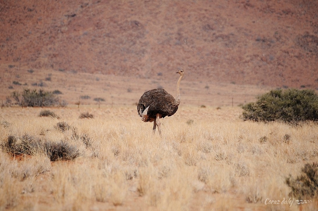 Namibia z Elą i Marcinem