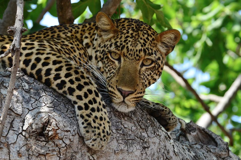 Zambia, Malawi, Mozambik, Zimbabwe