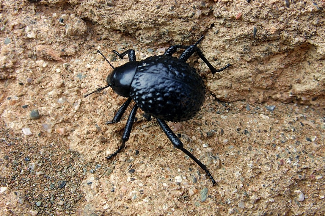 Namibia z Elą i Marcinem