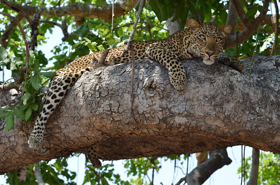 Zambia, Malawi, Mozambik, Zimbabwe
