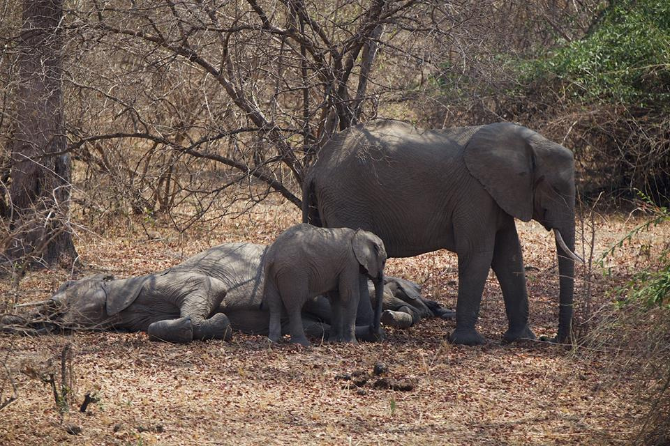 Zambia, Malawi, Mozambik, Zimbabwe