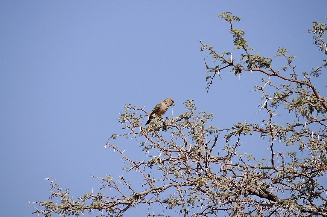 Namibia z Elą i Marcinem