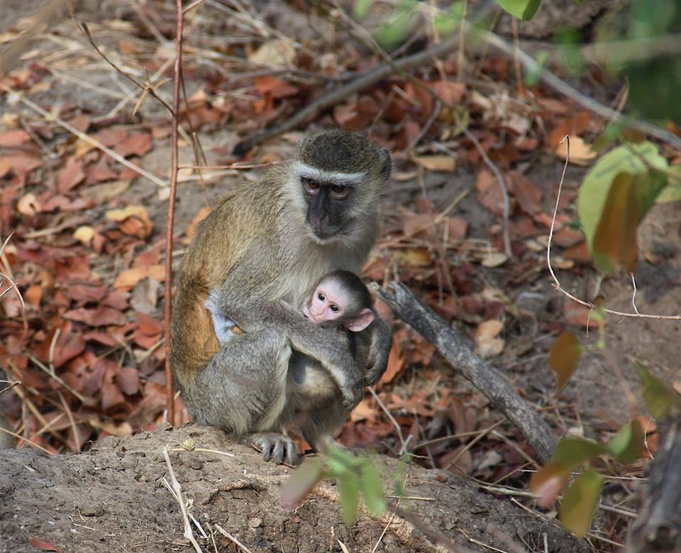 Zambia, Malawi, Mozambik, Zimbabwe