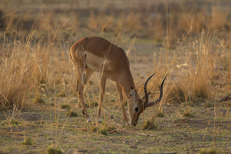 Zambia, Malawi, Mozambik, Zimbabwe