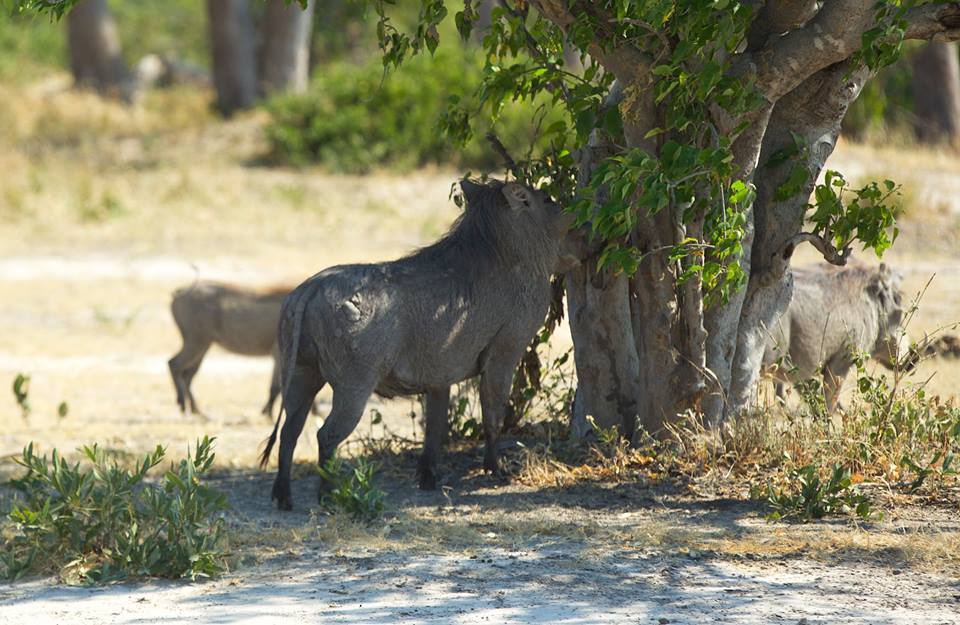 Botswana z Adventrue.pl cz.3