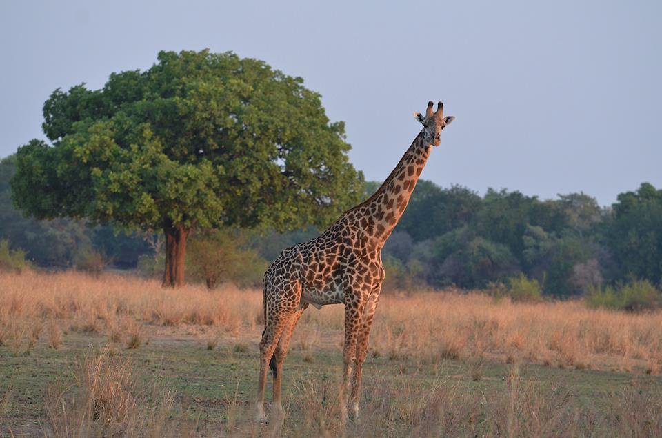 Zambia, Malawi, Mozambik, Zimbabwe