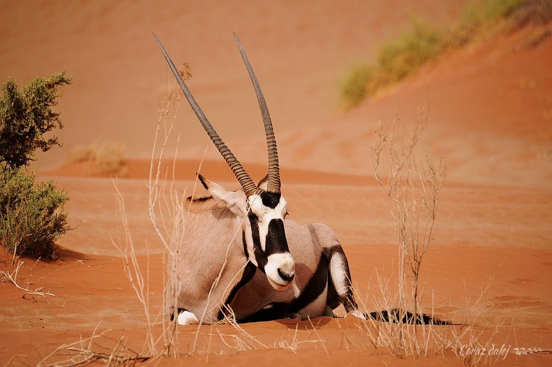 Namibia z Elą i Marcinem