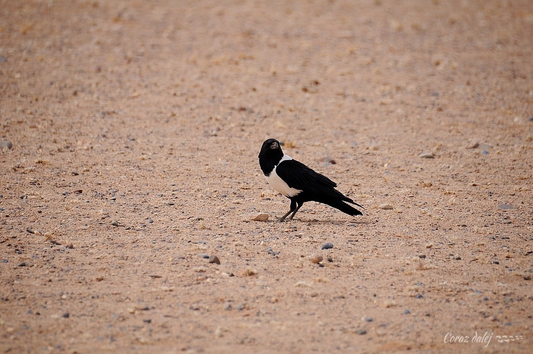 Namibia z Elą i Marcinem
