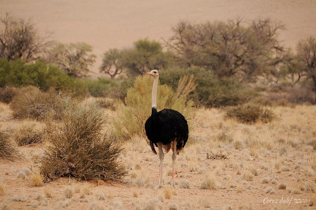 Namibia z Elą i Marcinem