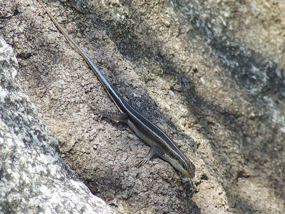 Zambia, Malawi, Mozambik, Zimbabwe