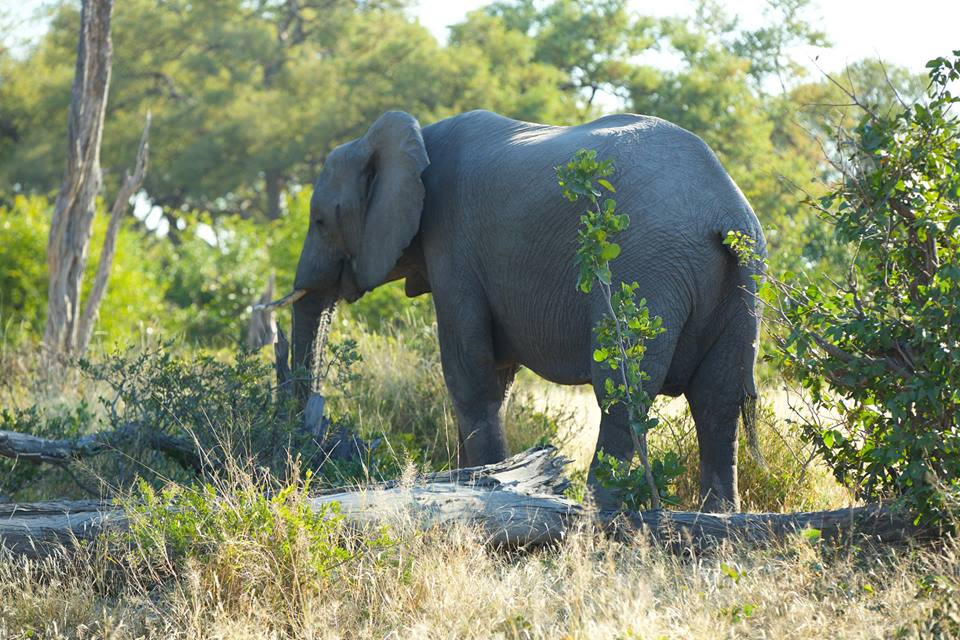 Botswana z Adventrue.pl cz.3