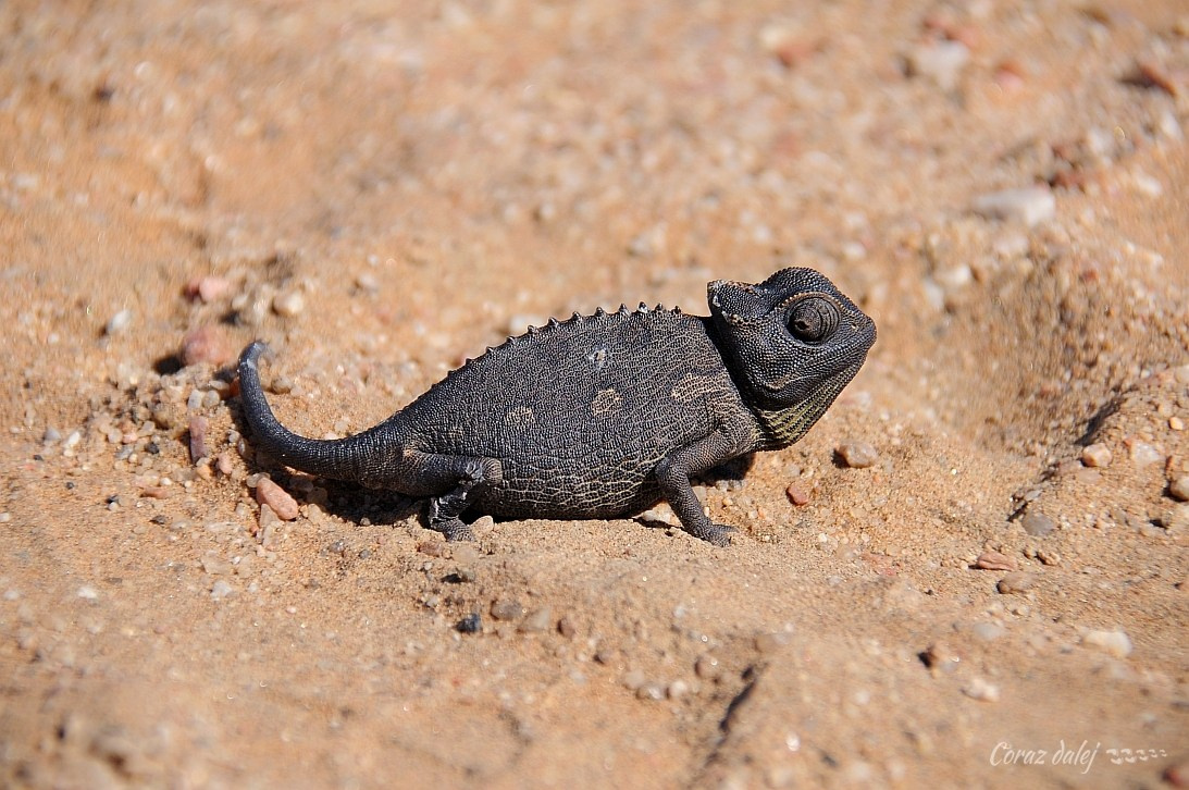 Namibia z Elą i Marcinem
