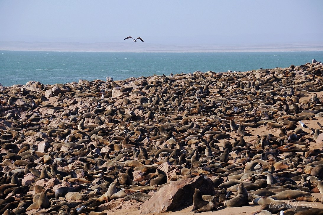 Namibia z Elą i Marcinem
