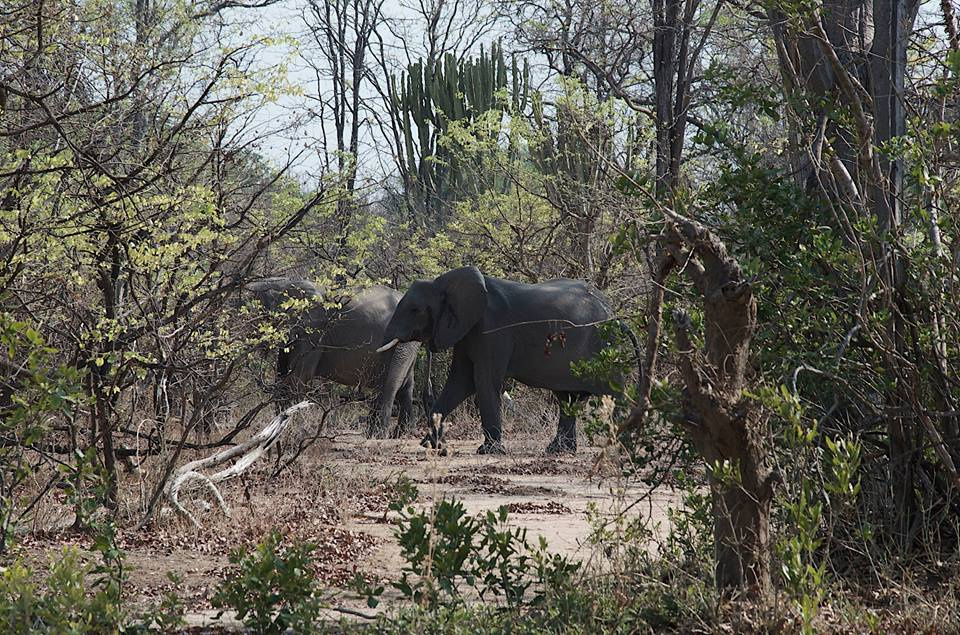 Zambia, Malawi, Mozambik, Zimbabwe