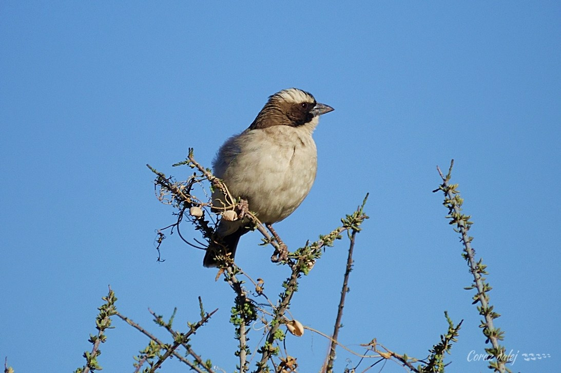 Namibia z Elą i Marcinem