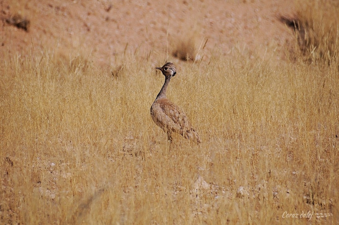 Namibia z Elą i Marcinem