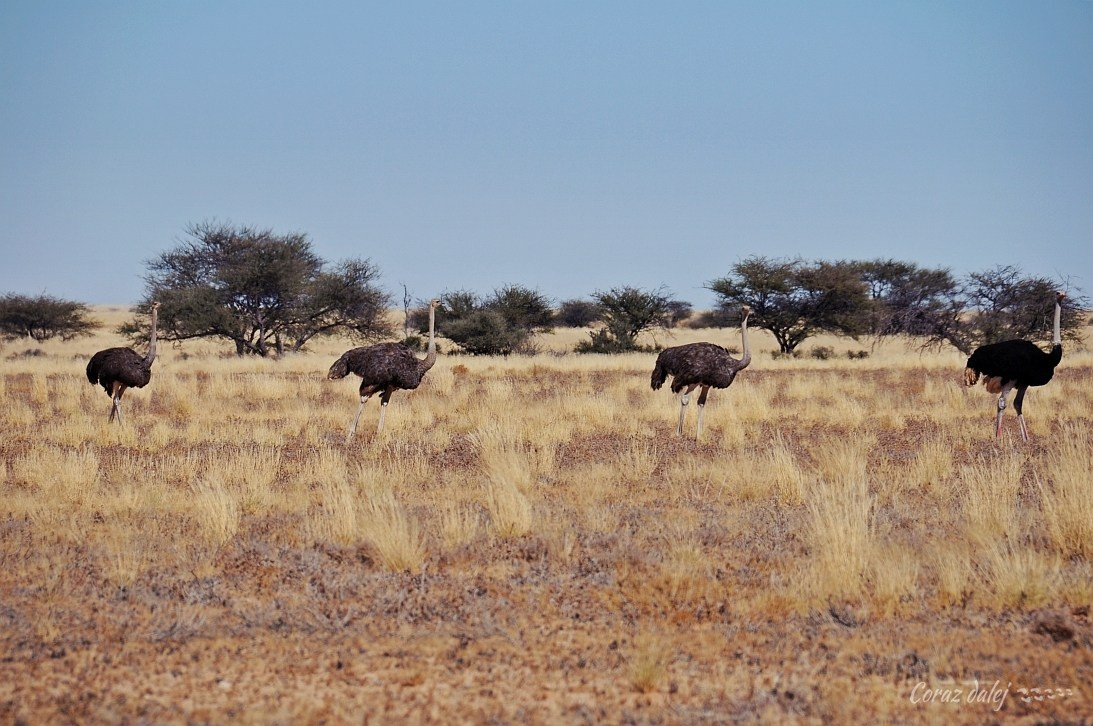 Namibia z Elą i Marcinem