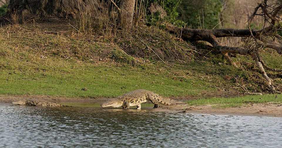 Zambia, Malawi, Mozambik, Zimbabwe