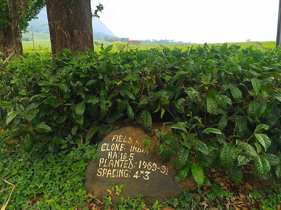 Zambia, Malawi, Mozambik, Zimbabwe
