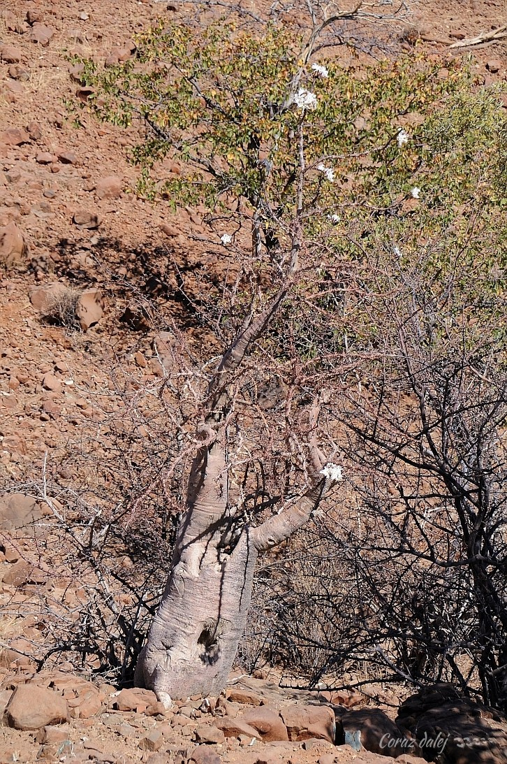 Namibia z Elą i Marcinem