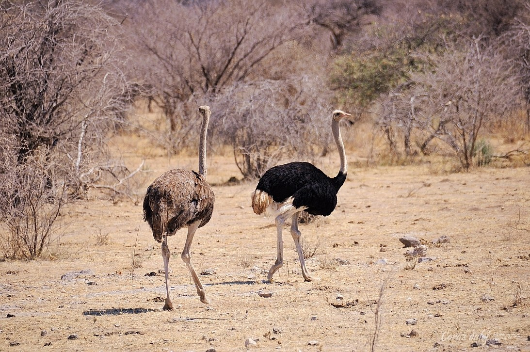 Namibia z Elą i Marcinem