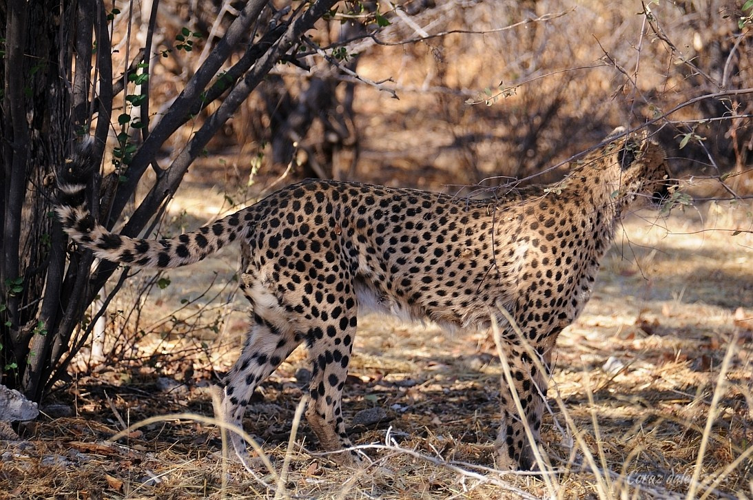 Namibia z Elą i Marcinem
