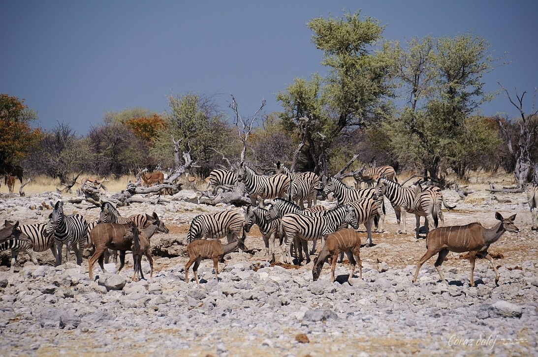 Namibia z Elą i Marcinem
