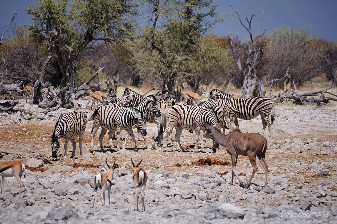 Namibia z Elą i Marcinem