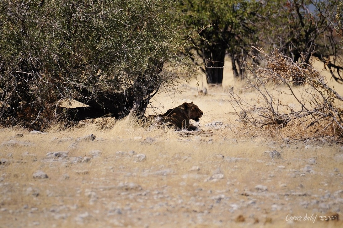 Namibia z Elą i Marcinem