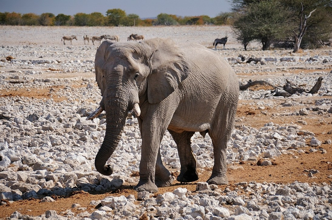 Namibia z Elą i Marcinem