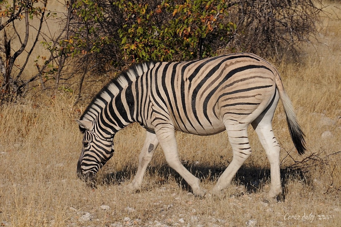 Namibia z Elą i Marcinem