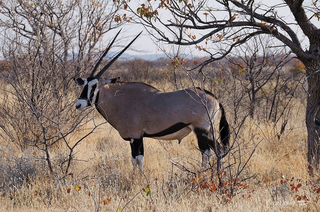 Namibia z Elą i Marcinem