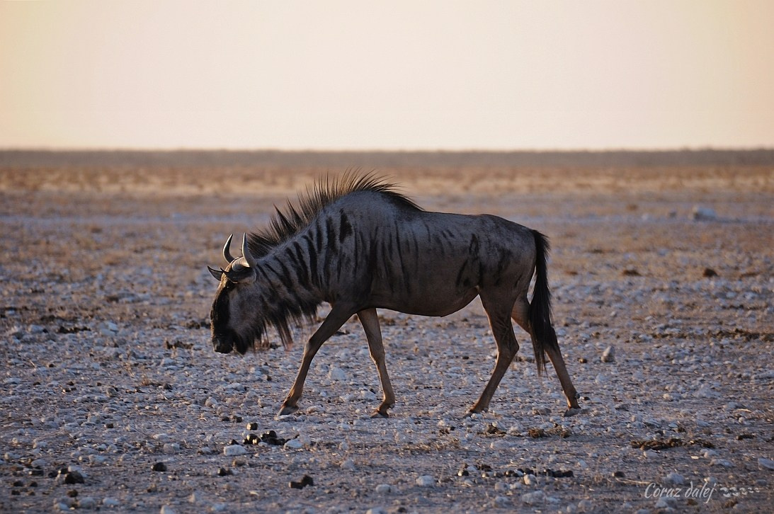 Namibia z Elą i Marcinem