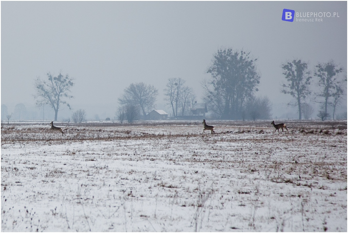 Mazovia Outback 4