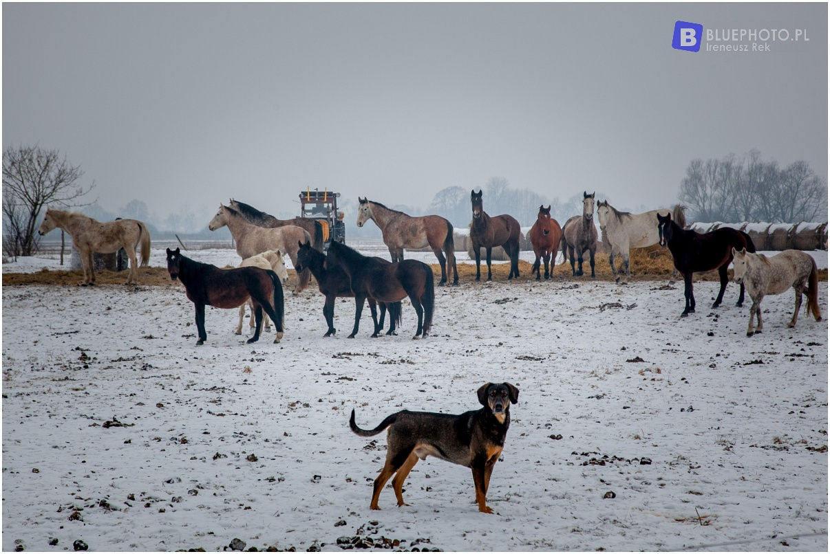 Mazovia Outback 4