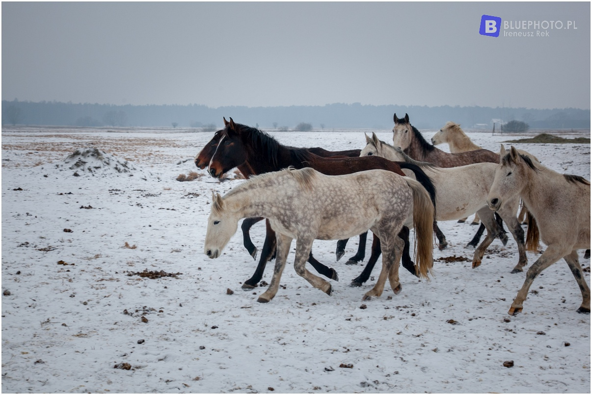 Mazovia Outback 4