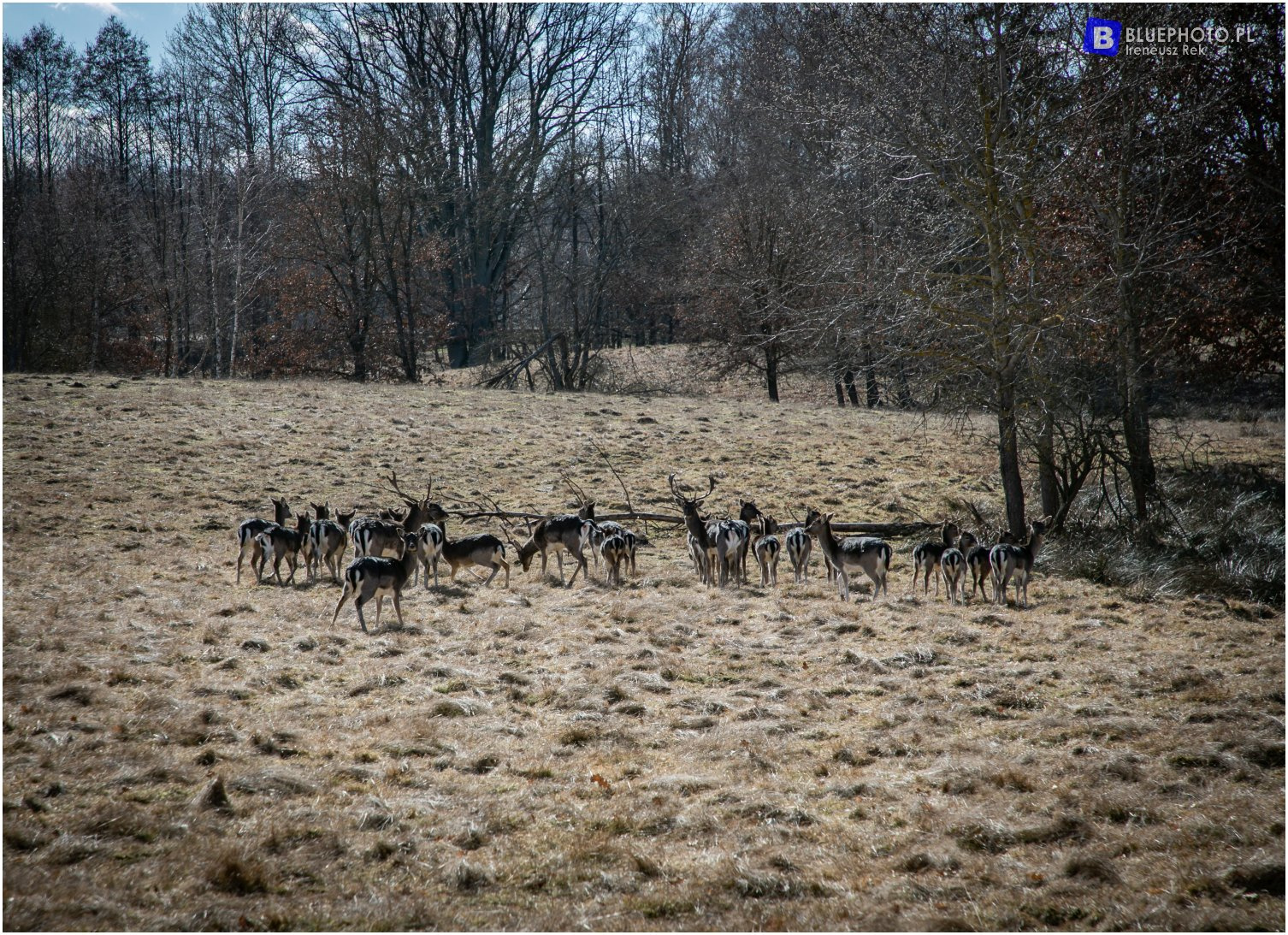 Highlanderem przez Pojezierze Drawskie - trasa z Siemczyna do Bornego Sulinowa