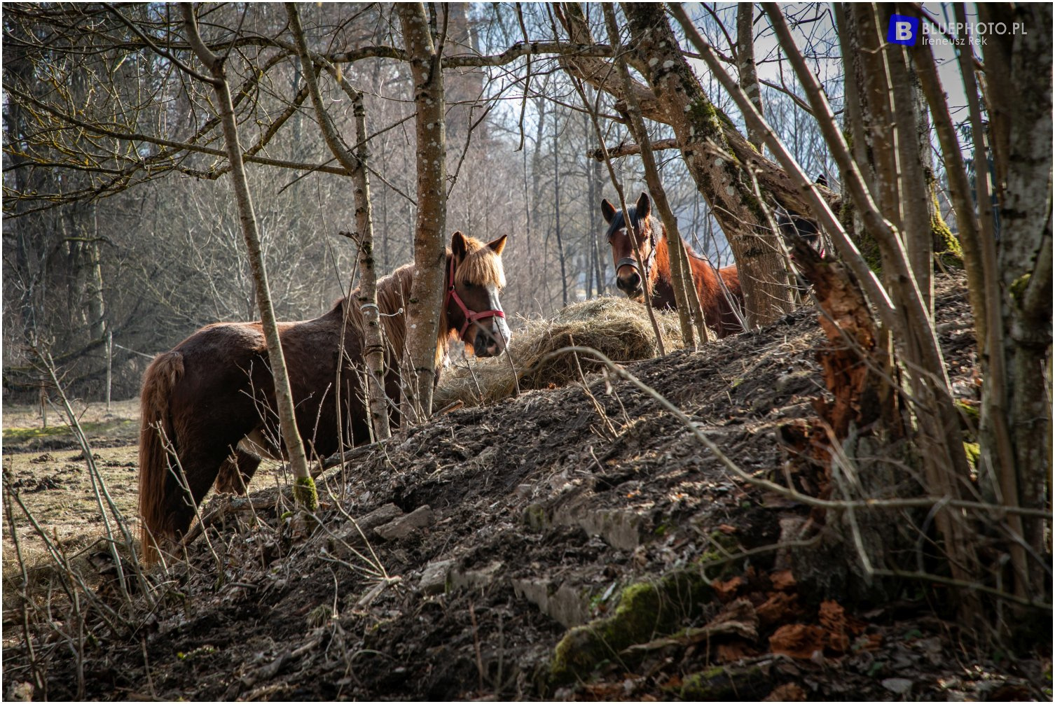 Highlanderem przez Pojezierze Drawskie - trasa z Siemczyna do Bornego Sulinowa