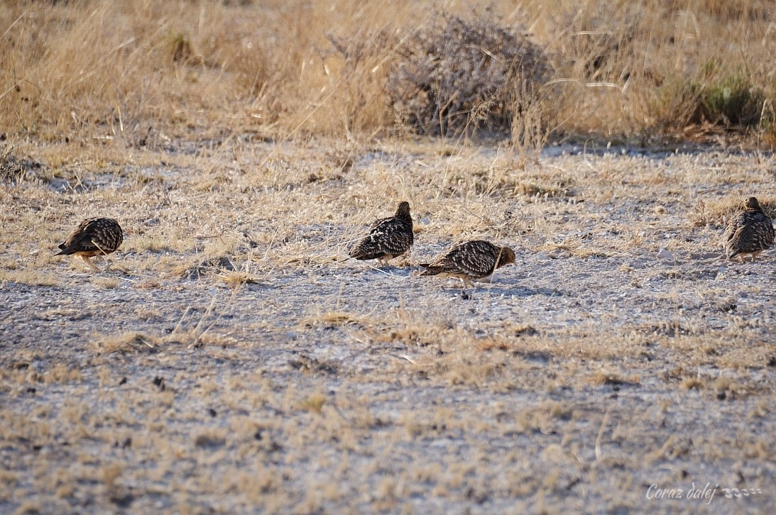 Namibia z Elą i Marcinem