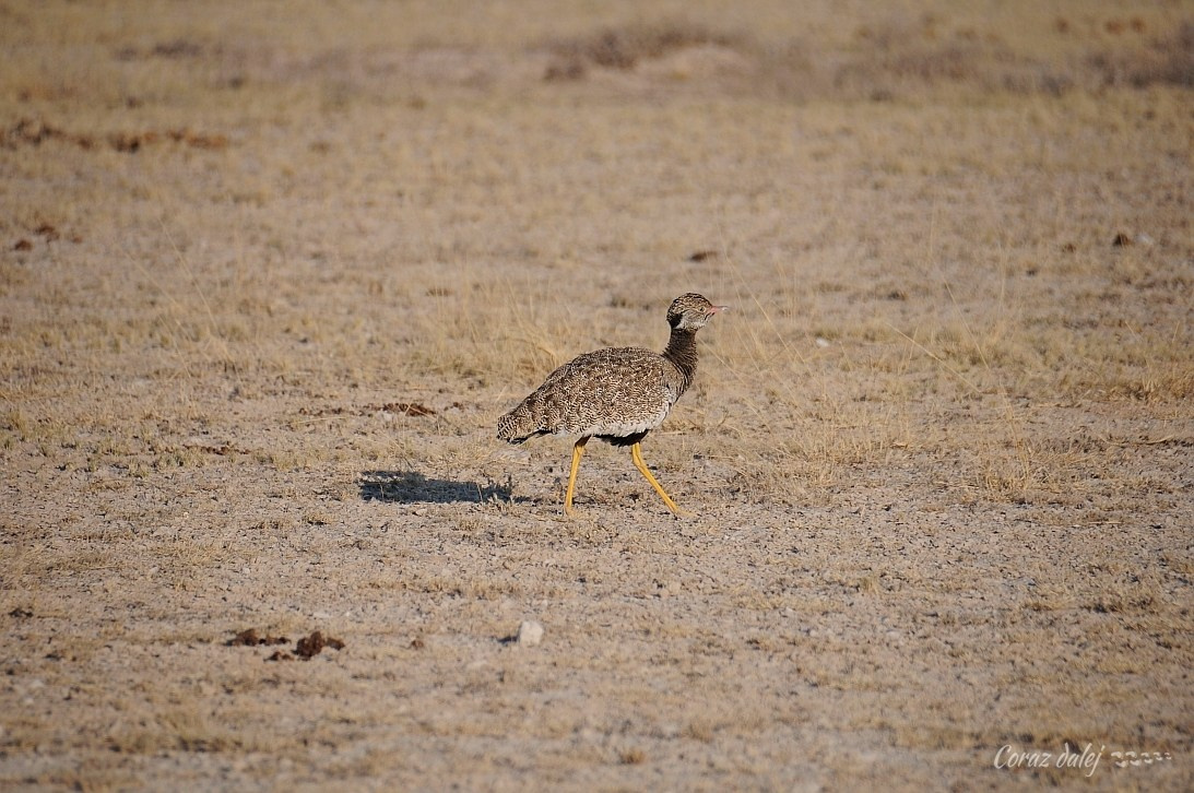 Namibia z Elą i Marcinem